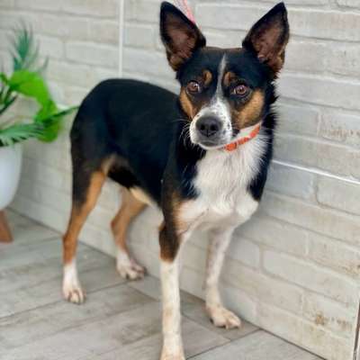 Welche Rassen stecken in dieser hübschen Russin?-Beitrag-Bild