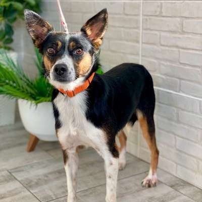 Welche Rassen stecken in dieser hübschen Russin?-Beitrag-Bild