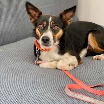 Welche Rassen stecken in dieser hübschen Russin?-Beitrag-Bild