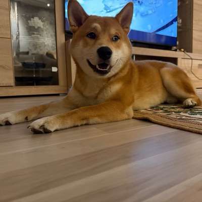 Hundetreffen-Spiel- & Spaziergefährten für 6 Monate jungen Shiba Inu gesucht! 🐾-Bild