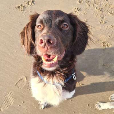 Kleiner Münsterländer!-Beitrag-Bild