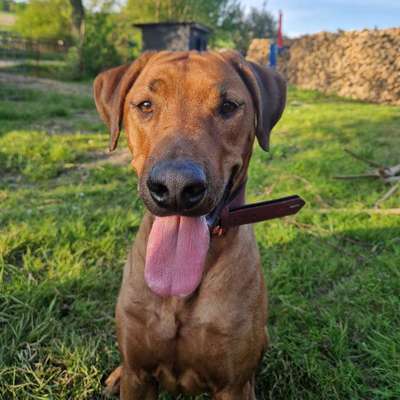 Hundetreffen-Gassi-,Spiel-, Kennenlernrunde-Profilbild