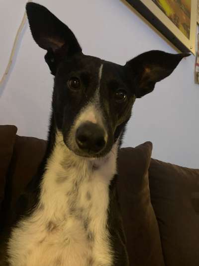 Windhunde - Treffen der besonderen Schönheiten
HERZLICH WILLKOMMEN-Beitrag-Bild