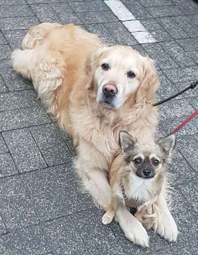 Die Dogorama Wochen Challenge "Friends will be Friends"-Beitrag-Bild