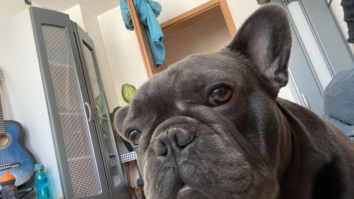 Welpen Bilder !-Beitrag-Bild