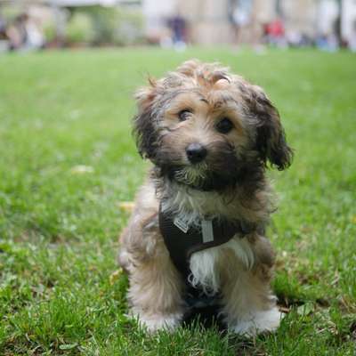 Hundetreffen-Welpen-/kleine-Hunde-Treff Reudnitz-Bild
