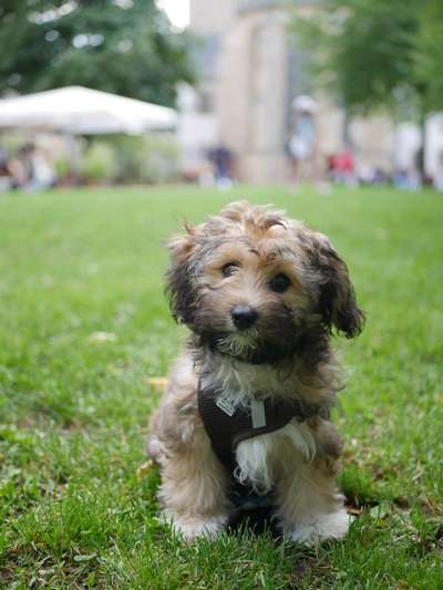 Hundetreffen-Welpen-/Kleine-Hunde-Treff-Bild
