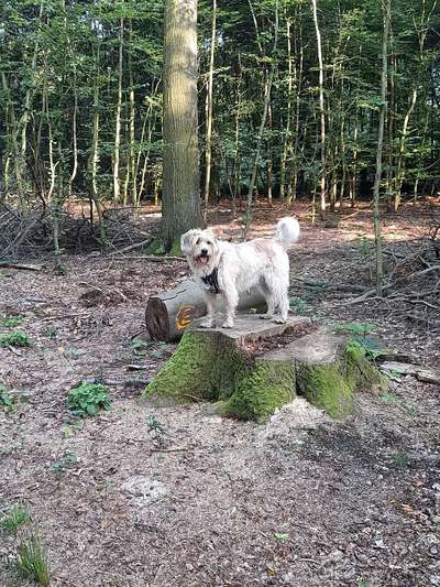 Foto -Challenge  Thema : Dein Hund Im Wald-Beitrag-Bild