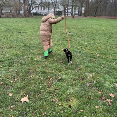 Hundetreffen-Welpenspielen Plagwitz-Bild