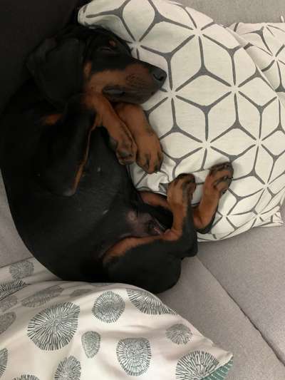 Welpen Bilder !-Beitrag-Bild