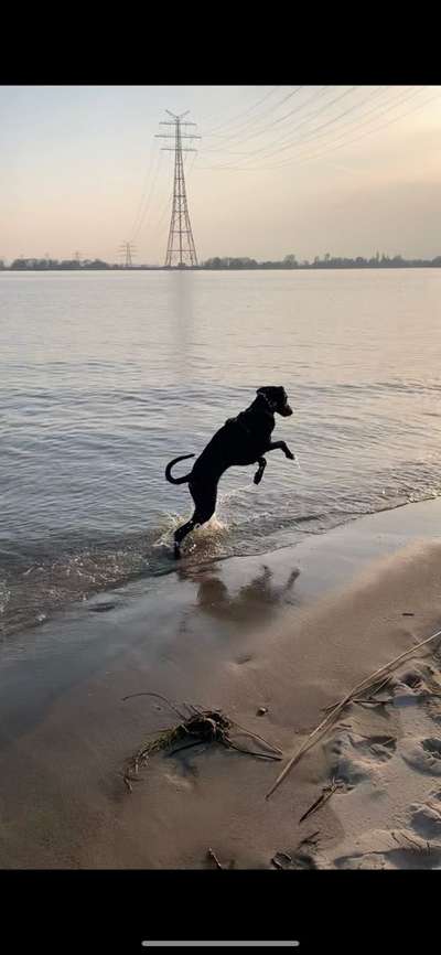 Dogorama-Monats-Challenge-Mai "Wasser"-Beitrag-Bild