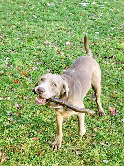 Hundetreffen-Spiel oder Spaziergang Freundschaften gesucht 🥰-Bild