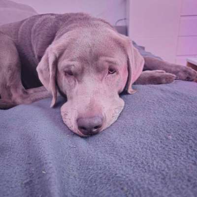 Hundetreffen-Hundefreunde-Bild