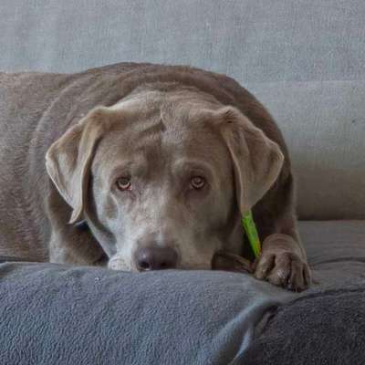 Hundetreffen-Spielfreude gesucht-Bild