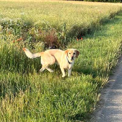 Hundetreffen-Gassirunde-Bild