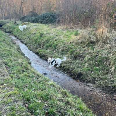 Hundetreffen-Gemeinsame Spaziergänge in Unterrath-Bild
