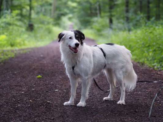 Mischlingshunde Foto Aufruf-Beitrag-Bild