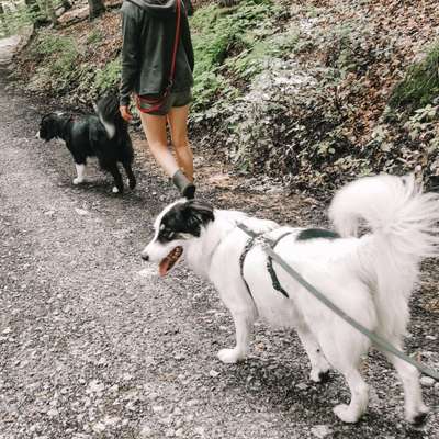 Hundetreffen-Hundebegegnungen üben, Social Walks-Bild