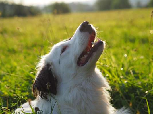 Mischlingshunde Foto Aufruf-Beitrag-Bild