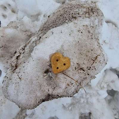 Giftköder-Evtl. Giftköder-Bild