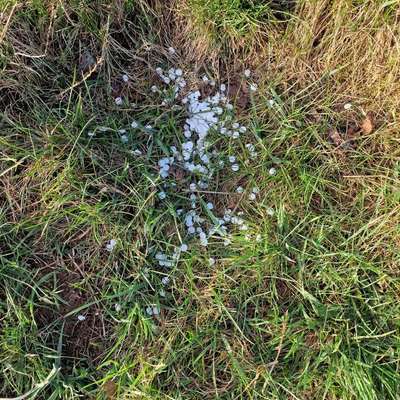 Giftköder-Tabletten-Bild