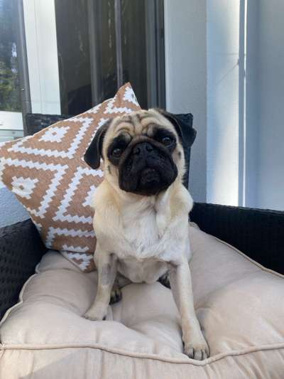 Hundetreffen-Übung für Hundebegegnungen.-Bild