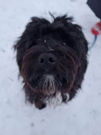 Tibet Terrier-Beitrag-Bild