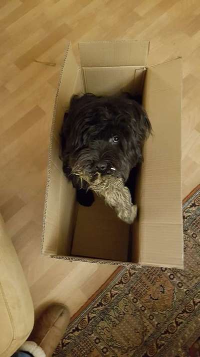 Tibet Terrier-Beitrag-Bild