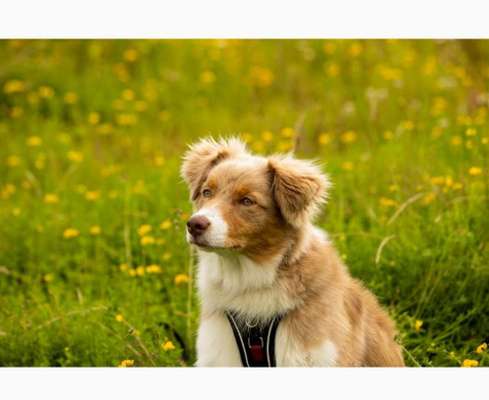 Die Dogorama Kalender Challenge 4/4-Beitrag-Bild