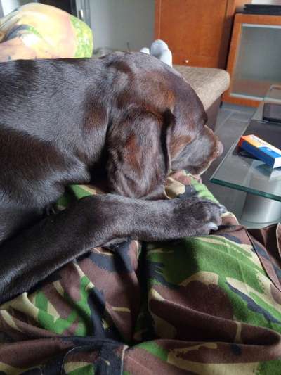 Labradorfans-Beitrag-Bild