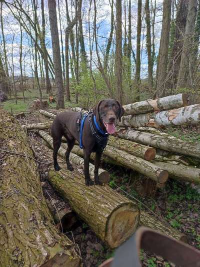 Labradorfans-Beitrag-Bild