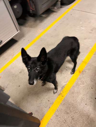 Wie alt wurden eure Hunde?-Beitrag-Bild