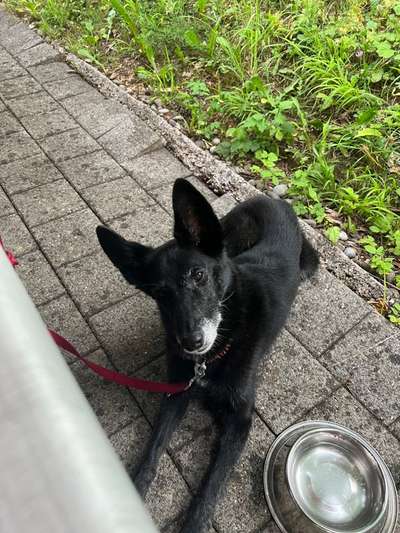 euer ältester Hund ?-Beitrag-Bild