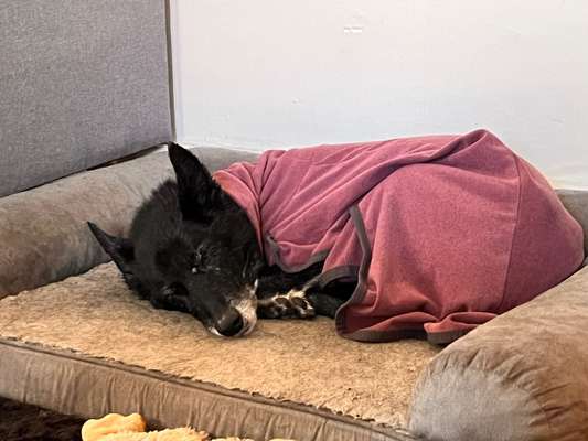 Wie alt wurden eure Hunde?-Beitrag-Bild