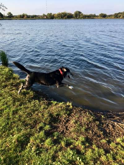 Hundeauslaufgebiet-Gartower See-Bild