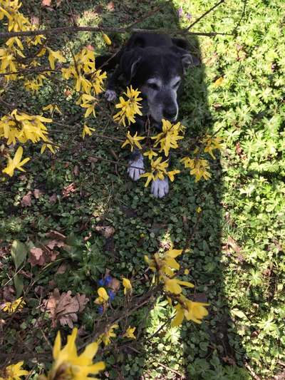 Dogorama Photo Challenge - Der Frühling kommt-Beitrag-Bild