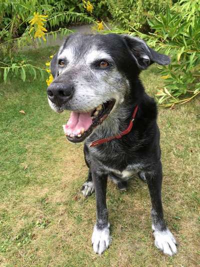 Dein Hund im Dogorama-Kalender 2021-Beitrag-Bild