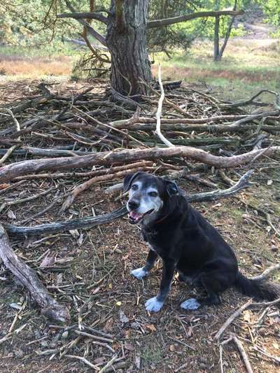 Dein Hund im Dogorama-Kalender 2021-Beitrag-Bild