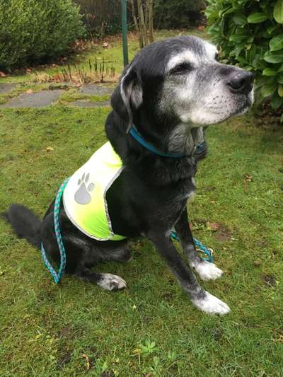 Dogorama Photo Challenge - Tre Chic!-Beitrag-Bild