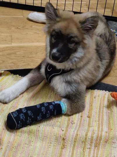 Welpen Bilder !-Beitrag-Bild