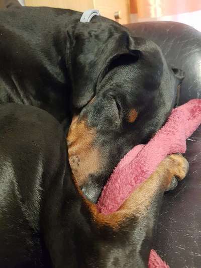 Diese Rasse - nicht noch einmal?!-Beitrag-Bild