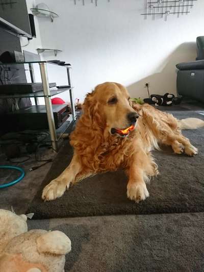 Wo sind die Golden Retriever Liebhaber?-Beitrag-Bild