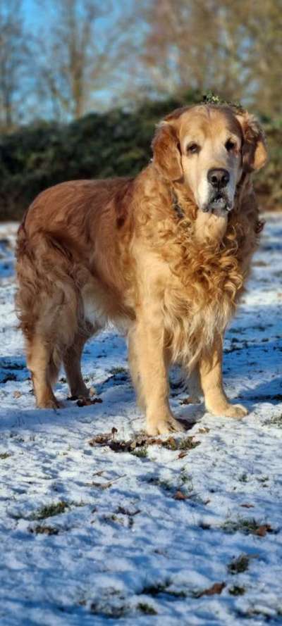 Wo sind die Golden Retriever Liebhaber?-Beitrag-Bild