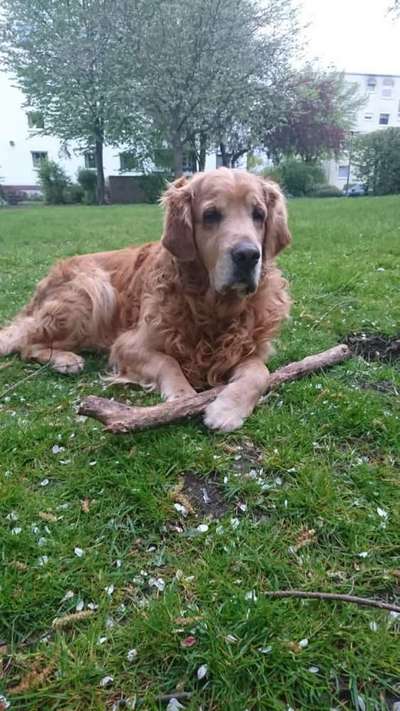 Wo sind die Golden Retriever Liebhaber?-Beitrag-Bild