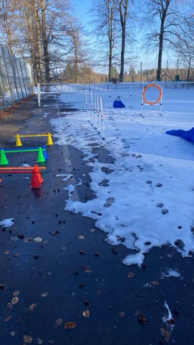 DIY Agility für große Hunde-Beitrag-Bild