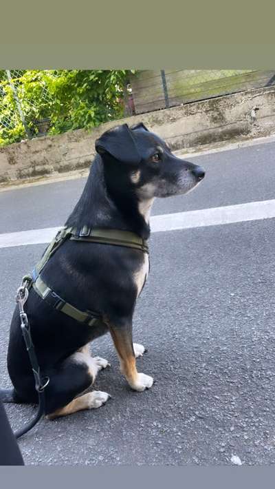 Auslandstierschutz-Beitrag-Bild