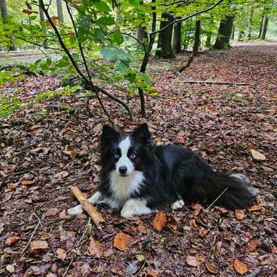 Hundetreffen-Durch Wald und Wiese in Taunusstein-Bild
