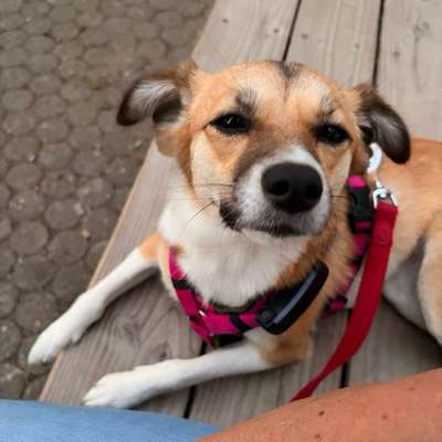 Hundetreffen-Yuna freut sich über neue Freunde-Bild