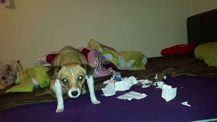 Zeige das lustigste Bild eures Hundis-Beitrag-Bild