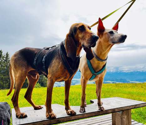 TierschutzhundeStammtisch🐕-Beitrag-Bild